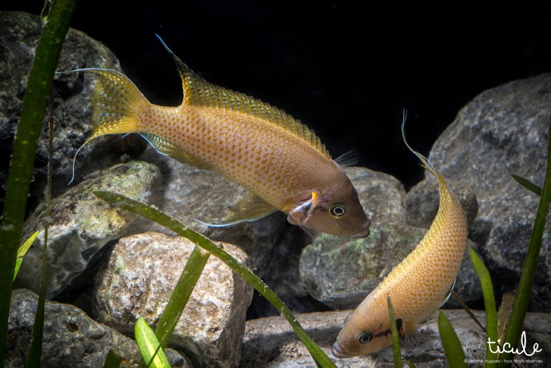 Neolamprologus helianthus